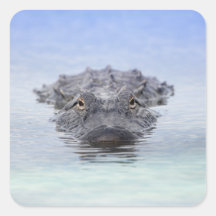 American Alligator – Lake Apopka Wildlife Drive