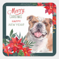 American Bulldog Poinsettia frontière Noël