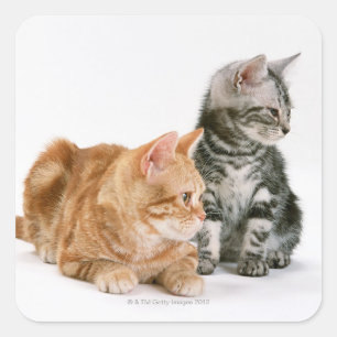 Sticker Carré American Shorthair Cat 2