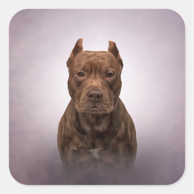 Sticker Carré American Staffordshire Terrier (Devant)