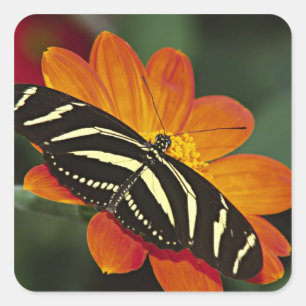 Sticker Carré Amérique centrale, Costa Rica, Selva Verde