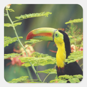 Sticker Carré Amérique centrale, Honduras. Toucan à bec caréné