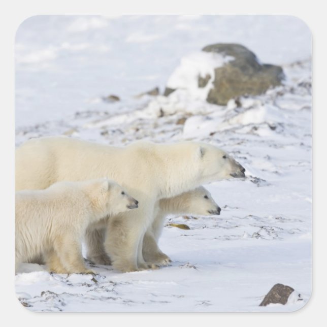 Sticker Carré Amérique du Nord, Canada, Manitoba, Churchill (Devant)