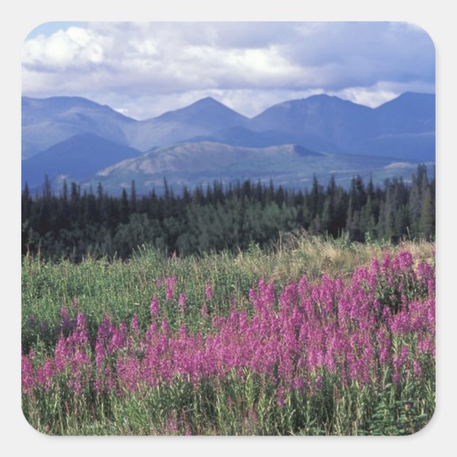 Sticker Carré Amérique du Nord, Canada, Yukon. Fleurs de mauvais (Devant)