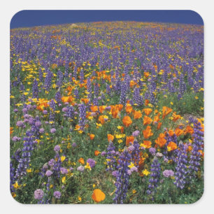 Sticker Carré Amérique du Nord, États-Unis, Californie, Los Ange