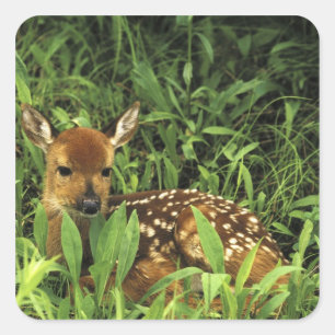 Sticker Carré Amérique du Nord, USA, Minnesota. À queue blanche