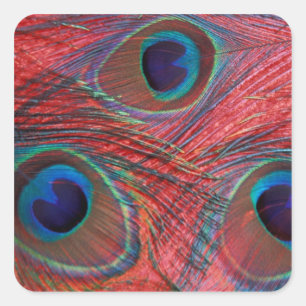 Sticker Carré Amérique du Nord, USA, WA, Redmond, Peacock