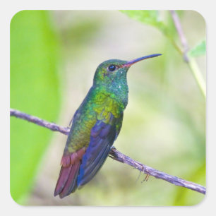 Sticker Carré Amérique du Sud, Costa Rica, Sarapiqui, La Selva