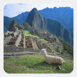 Sticker Carré Amérique du Sud, Pérou. Un lama repose sur une col