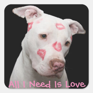 Sticker Carré Amour Pitbull modifiable