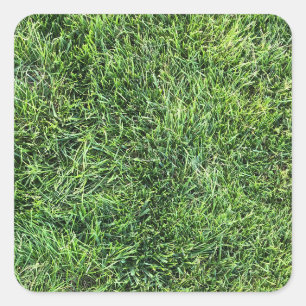 Sticker Carré Amusante herbe verte vraie texture photo motif pla