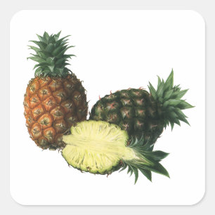 Sticker Carré Ananas Hawaïens Vintage, Fruits Alimentaires Biolo