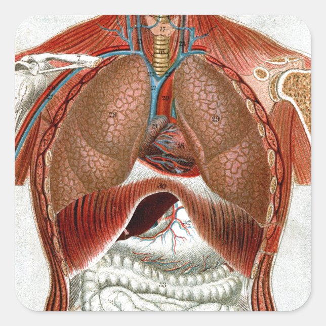 Sticker Carré Anatomie du corps humain (Devant)