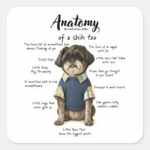 Sticker Carré Anatomie d'un amour inconditionnel d'un Shihtzu Ed