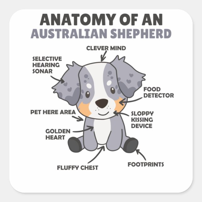 Sticker Carré Anatomie D'Un Berger Australien Chiens Doux (Devant)