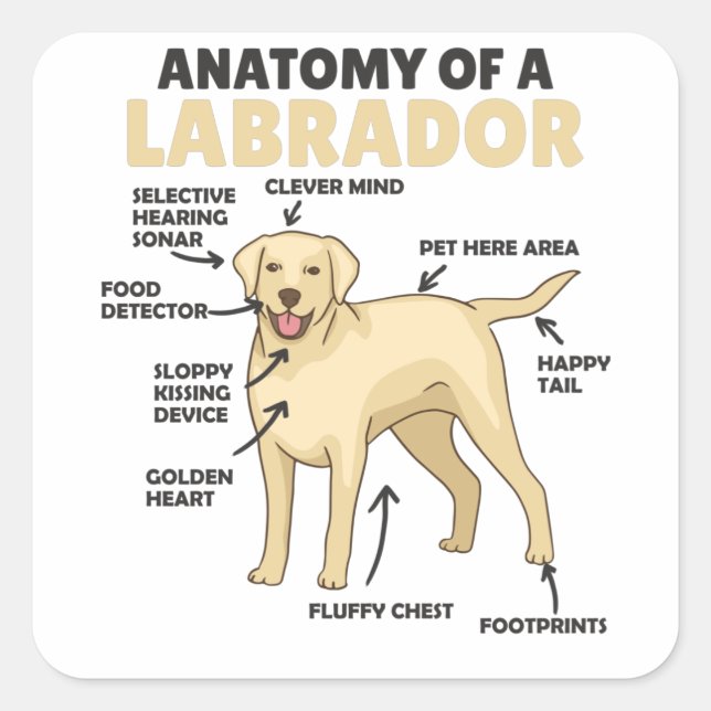 Sticker Carré Anatomie D'Un Chien Doux Du Labrador Retriever (Devant)
