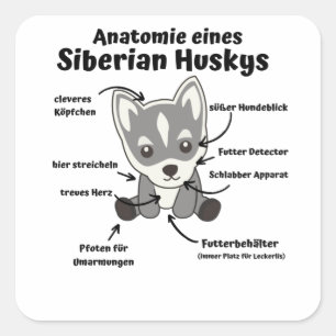 Sticker Carré Anatomie D'Un Chien Sibérien Chou Doux Chien Chien