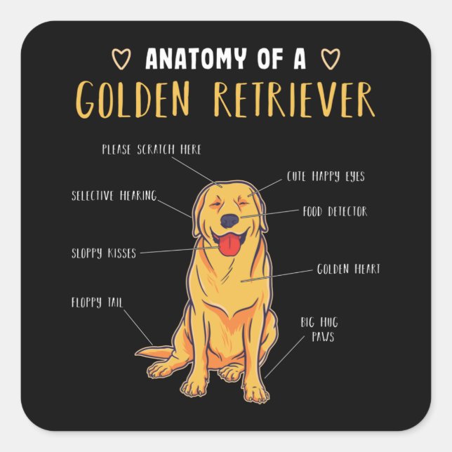 Sticker Carré Anatomie d'un Golden Retriever Drôle cadeau (Devant)