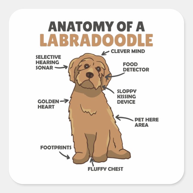 Sticker Carré Anatomie D'Un Labradoodle Cute Canine Chiot (Devant)