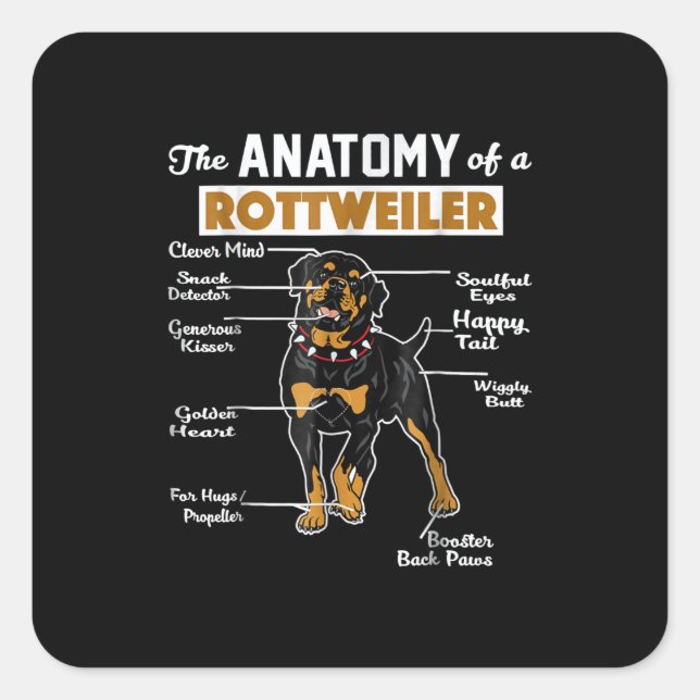 Sticker Carré Anatomie d'un Rottweiler (Devant)
