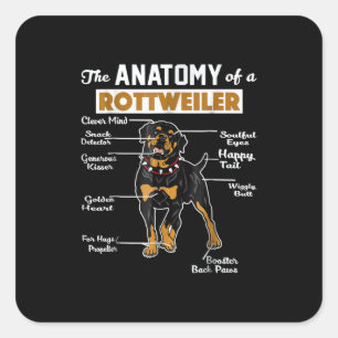 Sticker Carré Anatomie d'un Rottweiler