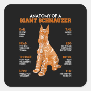 Sticker Carré Anatomie D'Un Schnauzer Géant Chiens Drôle Cadeau 