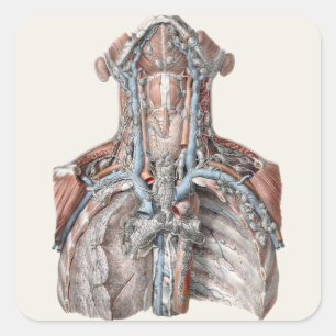 Sticker Carré Anatomie humaine vintage de la gorge, du cou, de l