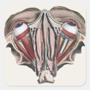 Sticker Carré Anatomie humaine vintage, globes oculaires yeux