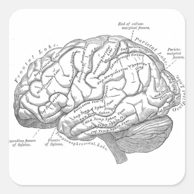 Sticker Carré Anatomie vintage du cerveau (Devant)