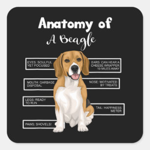 Sticker Carré Anatomy Of A Beagle Funny Dog Lovers