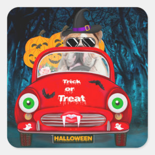 Sticker Carré Anglais Bulldog Driving Car Effrayant Halloween
