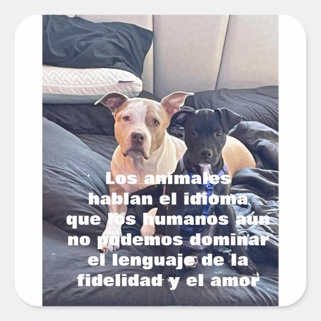 Sticker Carré animal lenguaje (Devant)