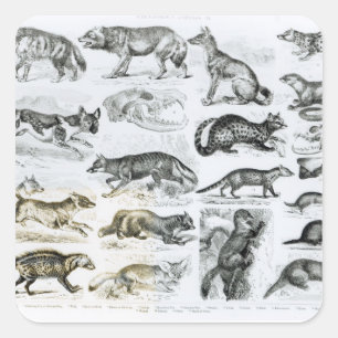 Sticker Carré Animaux carnivores