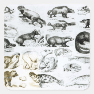 Sticker Carré Animaux carnivores
