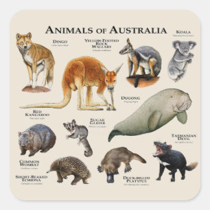 Sticker Carré Animaux d'Australie