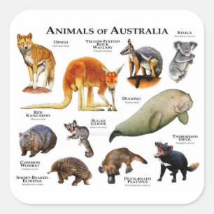 Sticker Carré Animaux d'Australie
