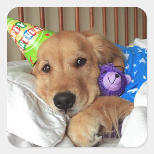 Sticker Carré Anniversaire du Golden Retriever (Devant)