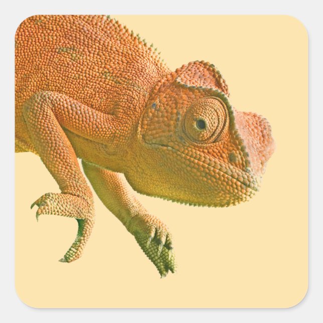 Sticker Carré Anniversaire du reptile coloré (Devant)