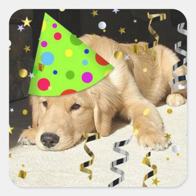 Sticker Carré Anniversaire fête Animal Golden Retriever (Devant)