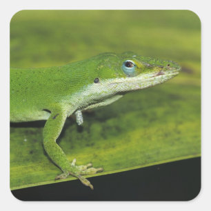 Sticker Carré Anolis carolinensis, adulte sur palme