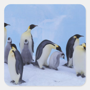 Sticker Carré Antarctique, Manchots empereurs