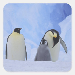 Sticker Carré Antarctique. Manchots empereurs et poussin