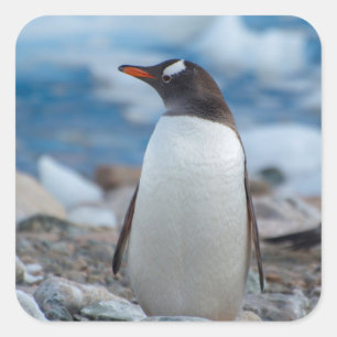 Sticker Carré Antarctique. Neko Harbour. Penguin Gentoo
