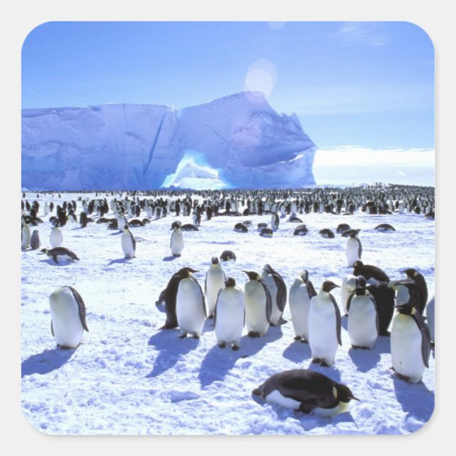 Sticker Carré Antarctique, péninsule Antarctique, mer de Weddell (Devant)