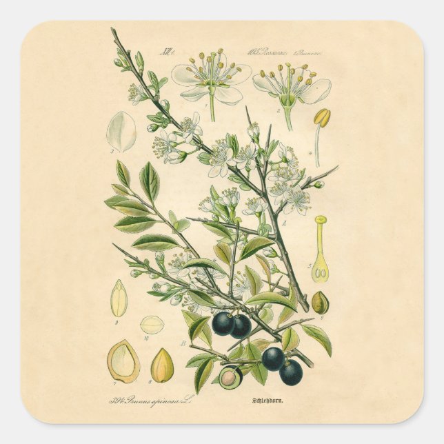 Sticker Carré Antique Blackthorn Botanique Imprimé Fleur Berry (Devant)