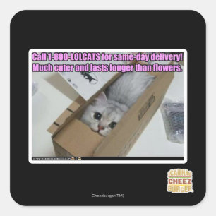 Sticker Carré Appelez 1-800-LOLCATS