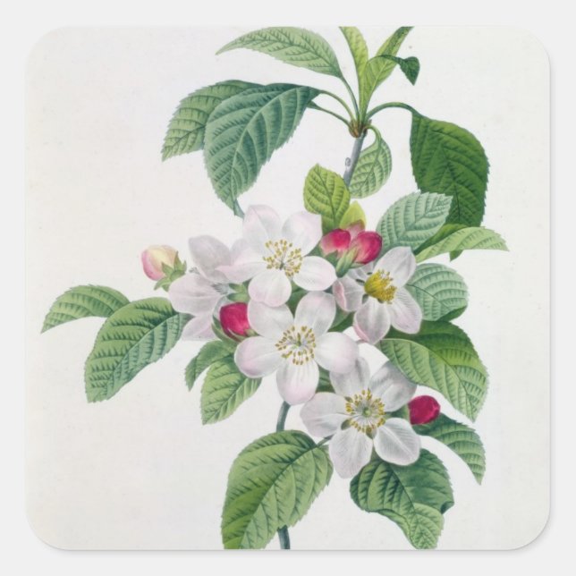 Sticker Carré Apple Blossom, de 'Les Choix des Plus Belles (Devant)
