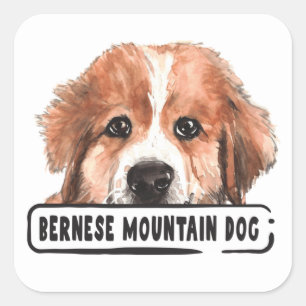 Sticker Carré Aquarelle Bernese Mountain Dog