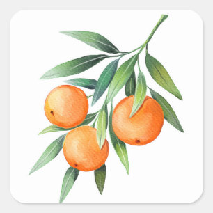 Sticker Carré Aquarelle Orange Fruits : Branches Isolées.