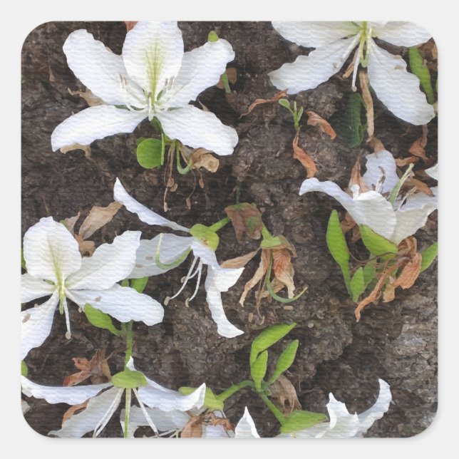 Sticker Carré Arbre (Devant)